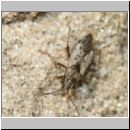 Nysius cf thymi - Bodenwanze 01a 4-5mm.jpg